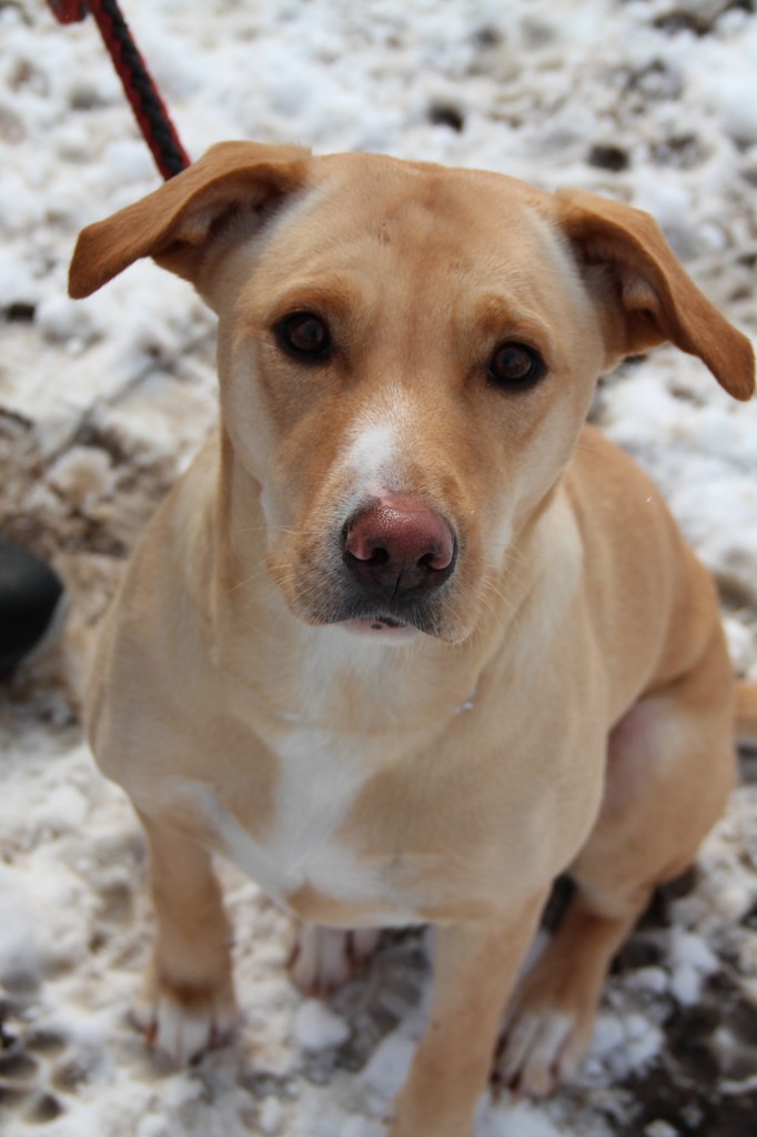 dixie